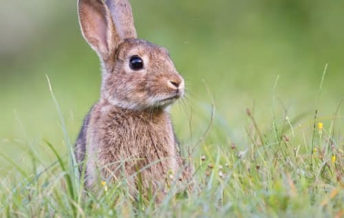 Bir Rabbit Rabbit, rabbit... | appetite magazine