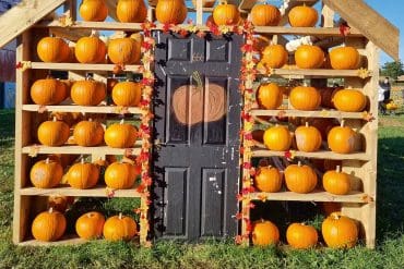 Brocksbushes pumpkin picking