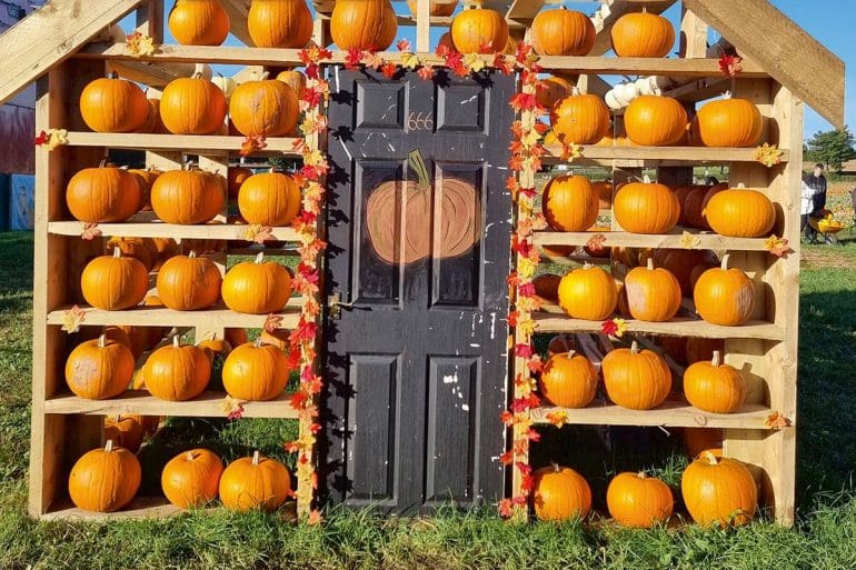 Brocksbushes pumpkin picking