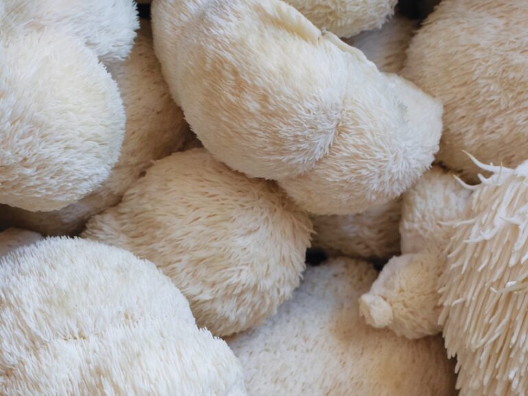 Urban Farm Mushrooms - Lion's Mane