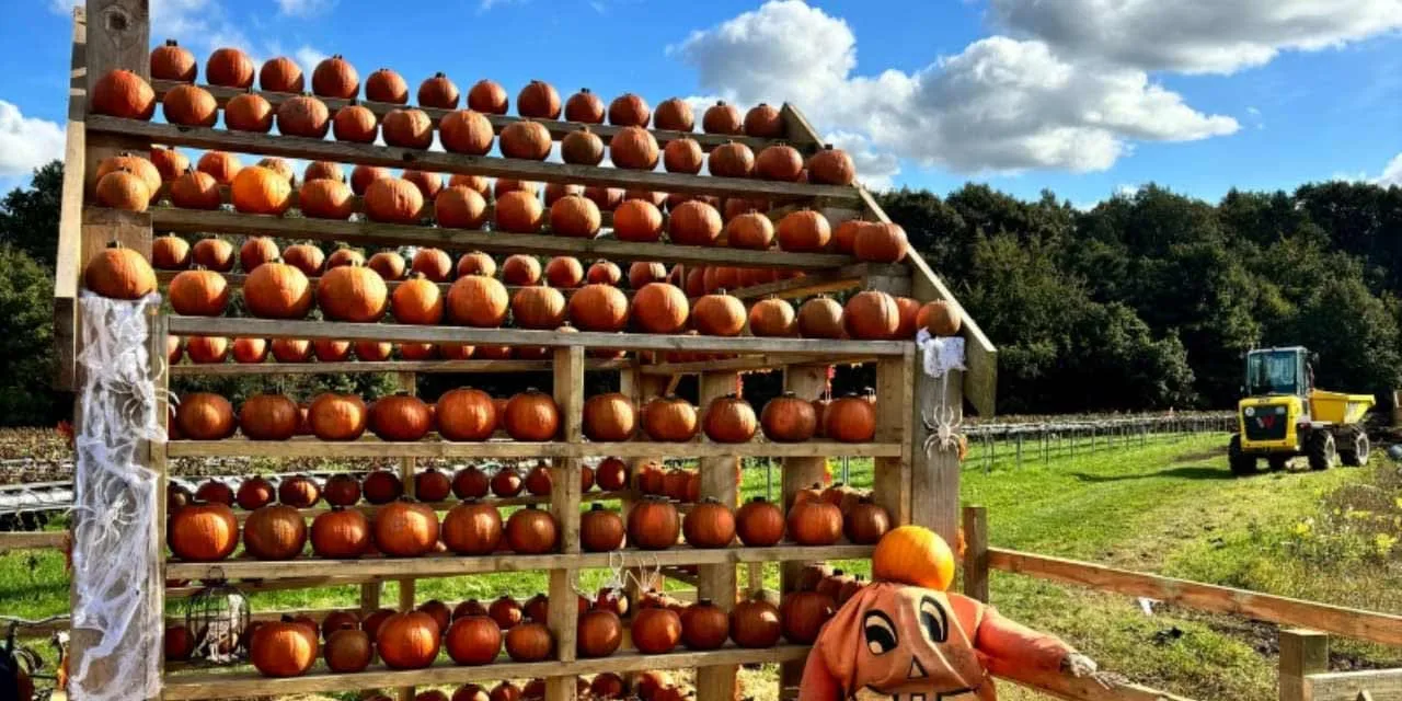 Brocksbushes pumpkin patch