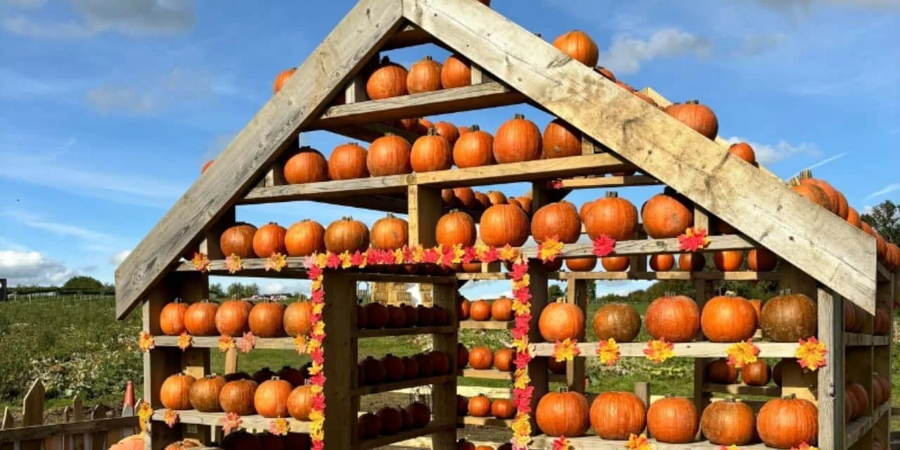 Brocksbushes pumpkin patch