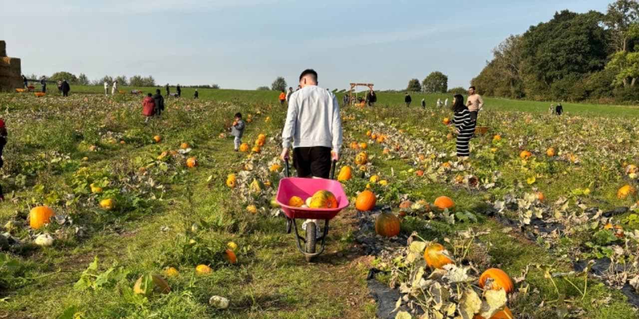 Brocksbushes pumpkin patch