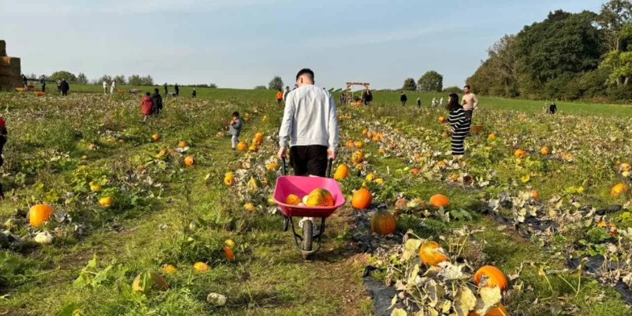 Brocksbushes pumpkin patch