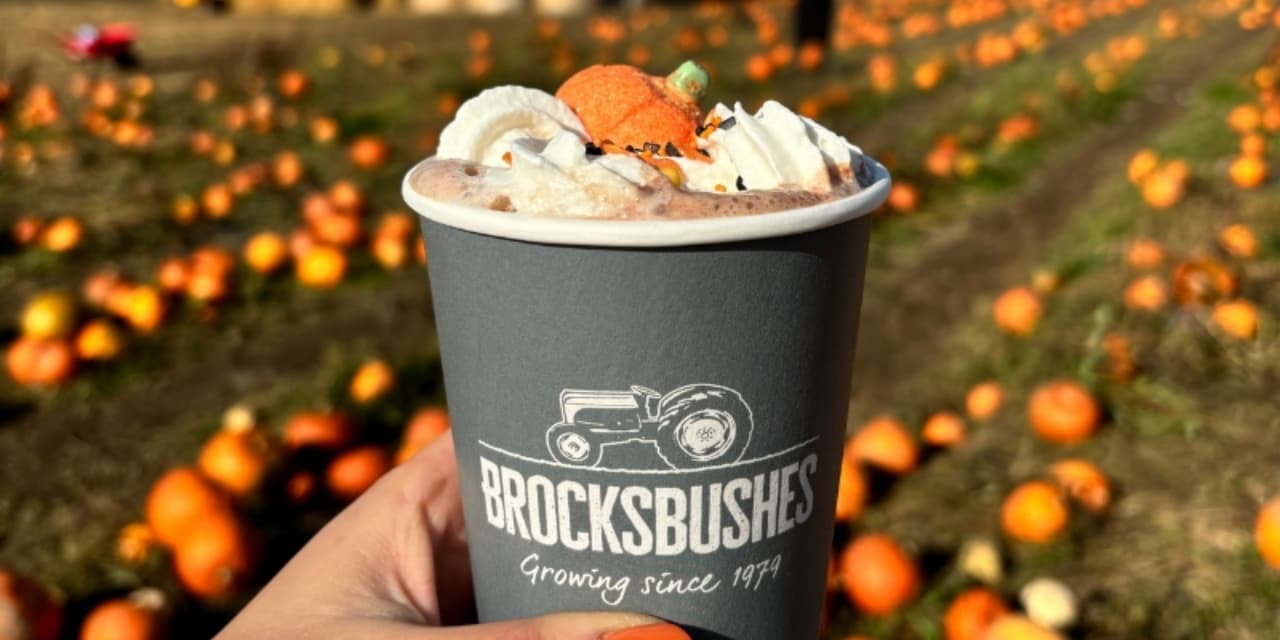 Brocksbushes pumpkin patch