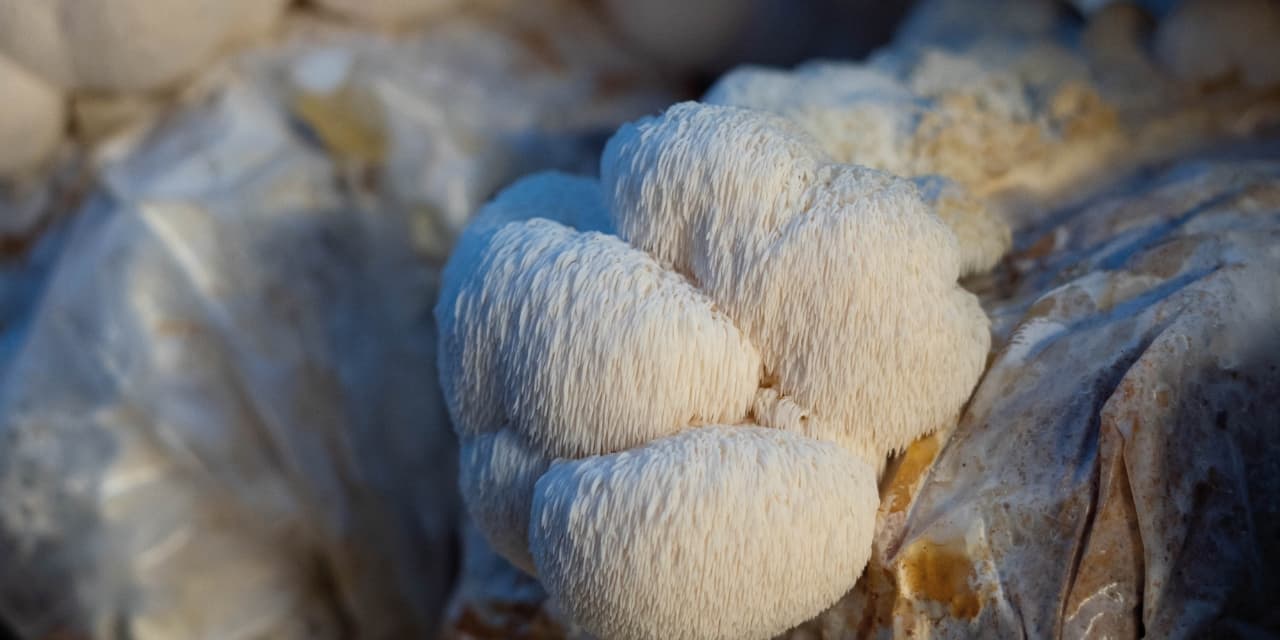 By The Bay Mushroom Co