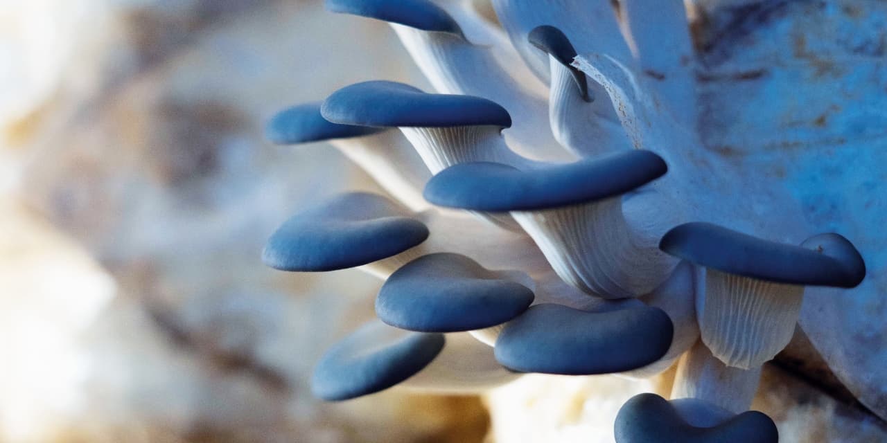 By The Bay Mushroom Co