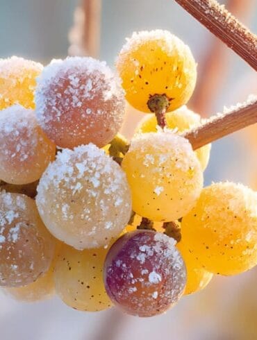 Frozen grapes