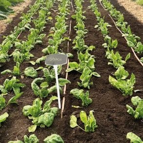 In The Garden - beds