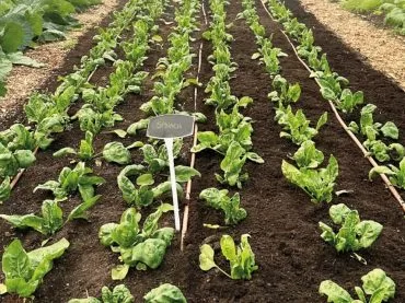 In The Garden - beds