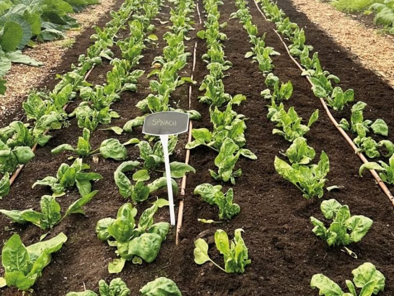 In The Garden - beds