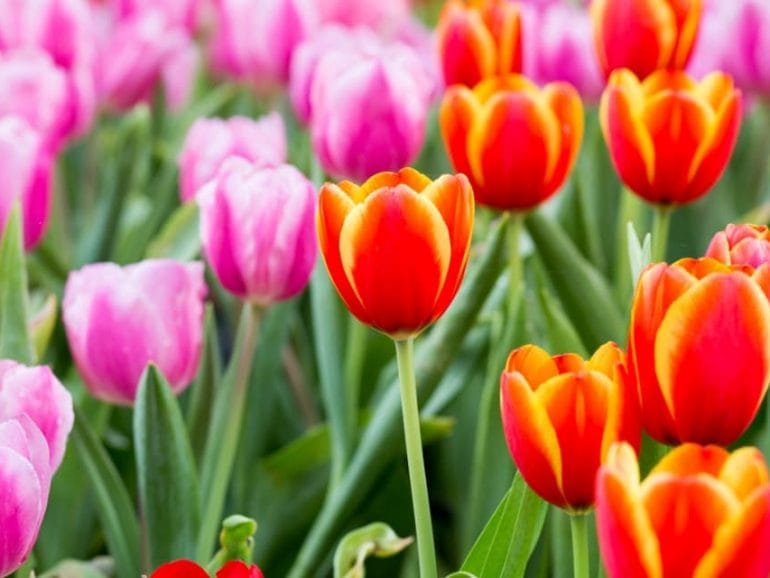 Tulips