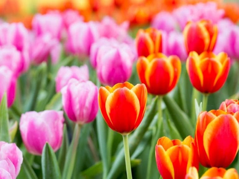 Tulips