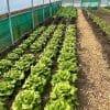 polytunnel