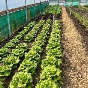 polytunnel