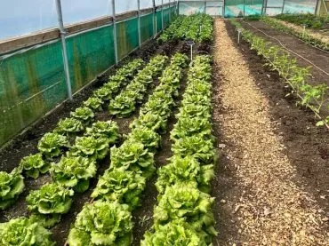 polytunnel