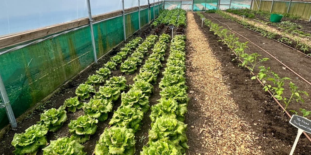 polytunnel
