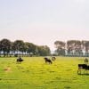 FADNE - Cows