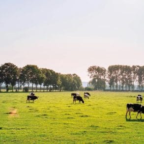 FADNE - Cows