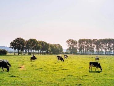 FADNE - Cows