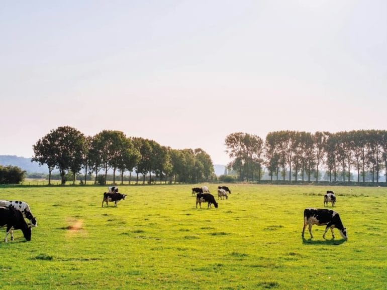 FADNE - Cows
