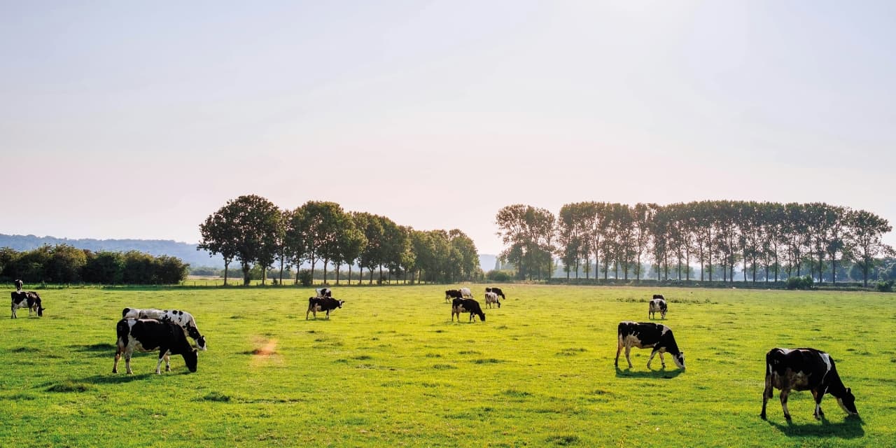 FADNE - Cows