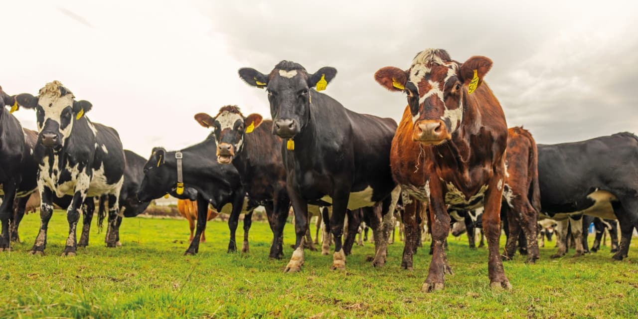 Cows