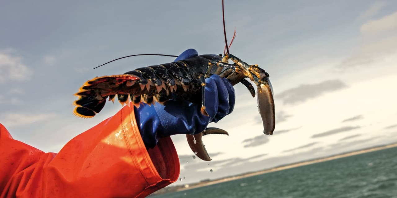 Lobster