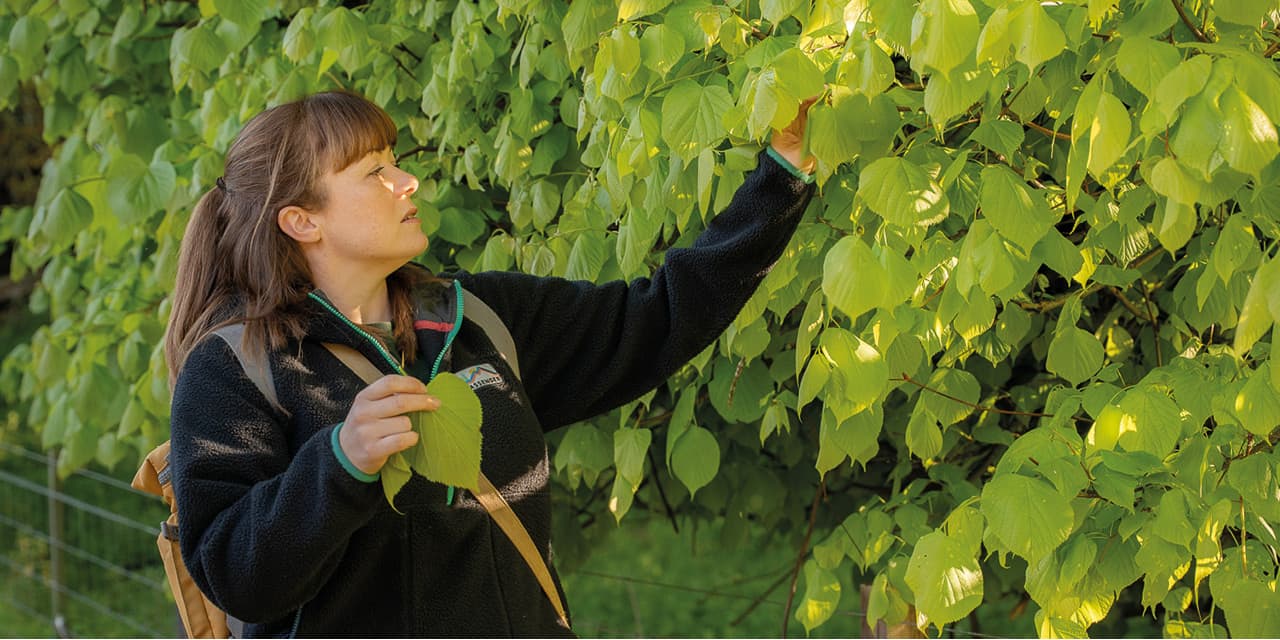 Cramlington Forager