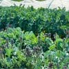 Garden col