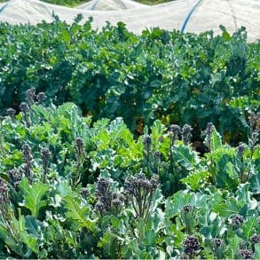 Garden col