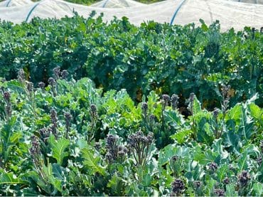 Garden col