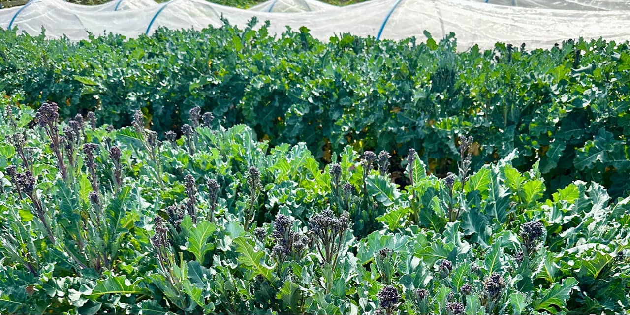 Garden col